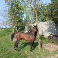 اسب