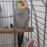 عروس هلندی نر سخنگو ..