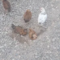 جوجه گلین