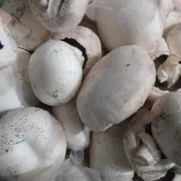 قارچ