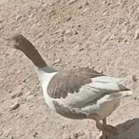 فروش غاز محلی اصل