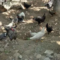 مرغ وجوجه خروس محلی