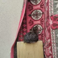 جوجه محلی 50 روزه آمروک