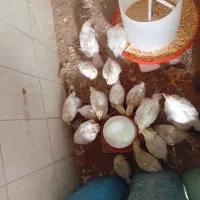 جوجه مرغ گوشتی راس