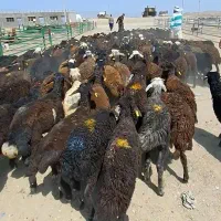 ارسال بره پای پروار به سراسر کشور تعداد نامحدود