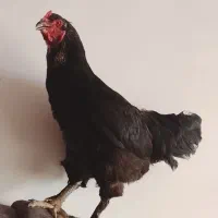 یک عدد مرغ لاری