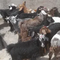۲۱ راس بزعاله