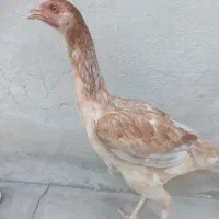تیشت