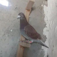 کبوتر قوره ای