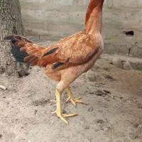 فروش ۴ عدد مرغ لاری اصیل
