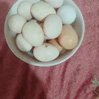 تخم مرغ تازه گلین نطفه دار