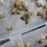حلزون جهت حلزون تراپی.وپوست.