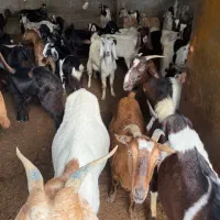 فروش ۷۰ عدد بز آبستن