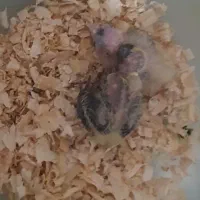 جوجه عروس هلندی سرلاکی ابلغ لوتینو دستی