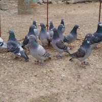 کبوتر مسافتی