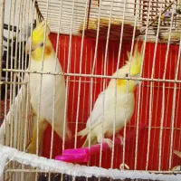عروس هلندی