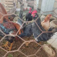 خروس نژاددارمحلی