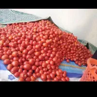 اب گیری گوجه