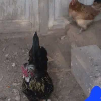 مرغ و جوجه وخروس