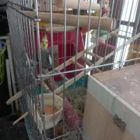عروس هلندی