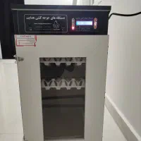تخمم بیار جوجه ببر