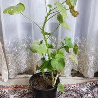 گل برای معاوضه|گل و گیاه طبیعی|اصفهان, هفتون|دیوار