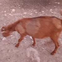 کهره ماده