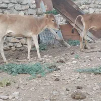 ۲ راس گوساله نر و ماده