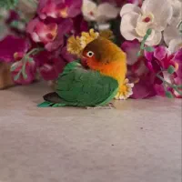 طوطی نر وماده  بوس بده و بدو بیا و بوس بوس میگه