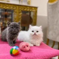 بچه گربه