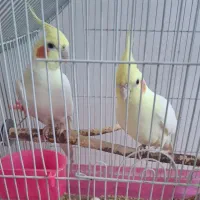عروس هلندی لوتینو نر و ماده