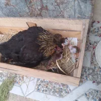 جوجه شاخدار با مرغ مادر