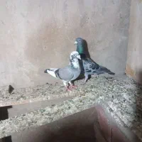 المانی
