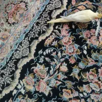 عروس هلندی