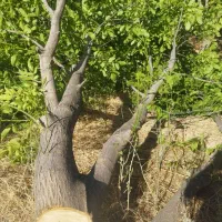 برش درخت