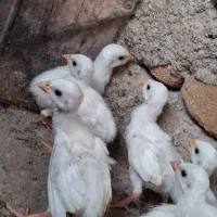 جوجه مرغ شاخدار سفید