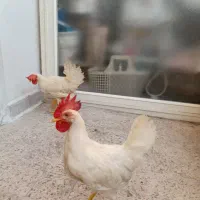 مرغ و خروس