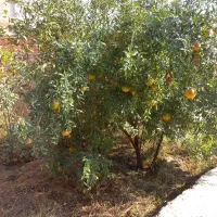 باغبانی باغچه حرس درخت ها وسمپاشی منازل