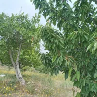 باغ|فروش زمین و ملک کلنگی|کوهین, |دیوار