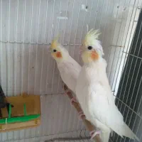 عروس هلندی