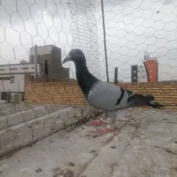 سبزفریمانی کله سیاه