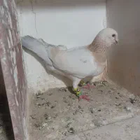 کبوتر شهرستانی