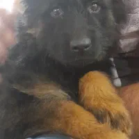 واگذاری توله ژرمن شولاین موبلند