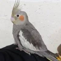 عروس هلندی نرو ماده