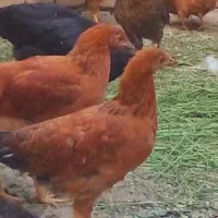مرغ و خروس گلپایگانی