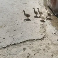 غاز|حیوانات مزرعه|شوشتر, |دیوار