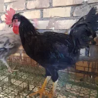 خروس سیاه سالم و سرحال