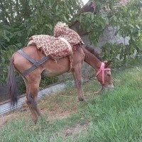 قاطر نر