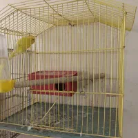 مرغ عشق با تخم ، عروس هلندی