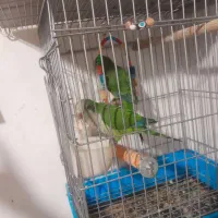 . عروس هلندی. گرینچیک . قناری